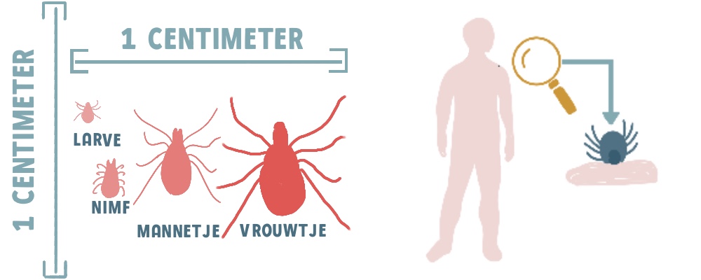 Hoe Voorkom Je Een Tekenbeet Zwangerschapswiki